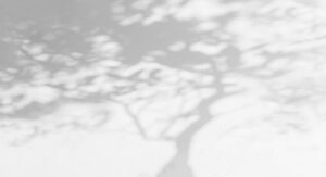 Tree shadow and light with leaves, tree trunk, branch, shadow bokeh on white wall background, monochrome, black white and gray shadow
