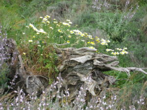 Naturheilverfahren